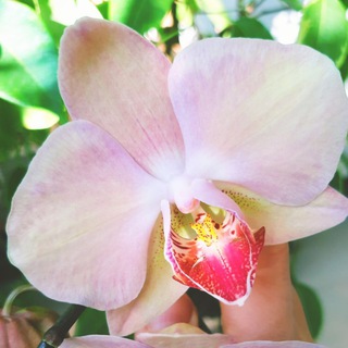 Логотип @orchidanna - 💞Цветочница Анюта💞