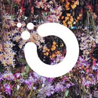 Логотип @orchidmarket - Orchid Price Chat ($OXT) Trading