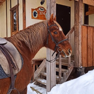 Логотип @orehovo_horse - КТК "Верхом по Мещёре"