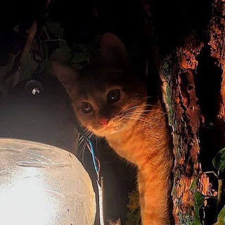 Логотип @oren_5_6 - твой город 🌃