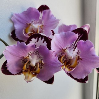 Логотип @orhidey23 - Орхидеи чат flowers-yuga.ru