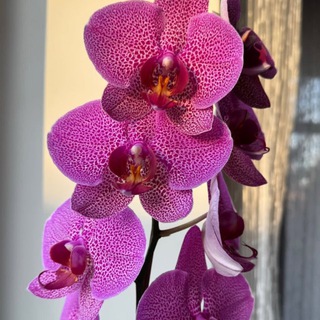 Логотип @orhideyaroom - Нижнее белье «Орхидея» , продажа недвижимости