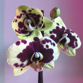 Логотип @orhorai_anastasia2022 - OrHo RAI in Sochi