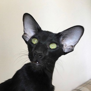 Логотип @oridisia_cats - оридисиа_кэтс