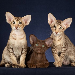 Логотип @orsi_ko - Orsiko