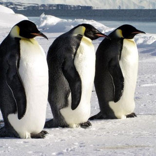 Логотип @ortho_it - ortho-it