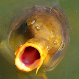 Логотип @osiotrinside - Инсайды от Осётра