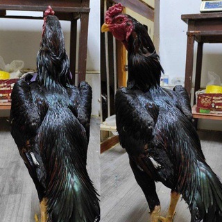 Логотип @osiyoxorozlari - OSIYO XO‘ROZLARI 🇺🇿🇰🇬🇰🇿🇹🇯🇹🇲