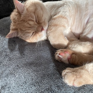 Логотип @oskfekfodo - джанка опильсянка Chat