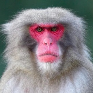 Логотип @ospa0 - Оспа Обезьян Новости Лихорадка