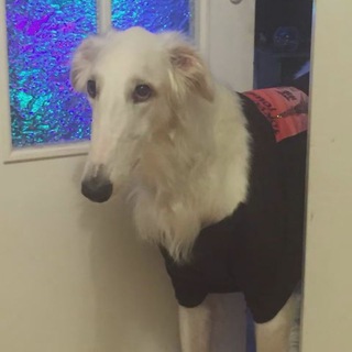 Логотип @ostalsya_snosom - Пёс длинный нос