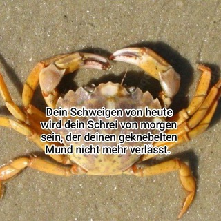 Логотип @ostseekrabbe_mv - Ostseekrabbe