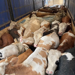 Логотип @ot_korm - СКОТНЫЙ РЫНОК 🇷🇺🐄🐏🐐