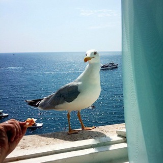 Логотип @otdyh_namoree_2024 - Жилье на море: Чёрное и Азовское