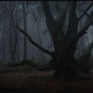 Логотип @otets4kdd - KONFA CARHARTT #2