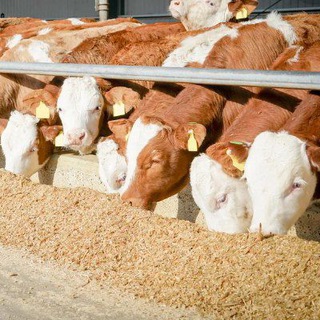 Логотип @otkorm_telyat - ОТКОРМ ТЕЛЯТ | БЫЧКОВ