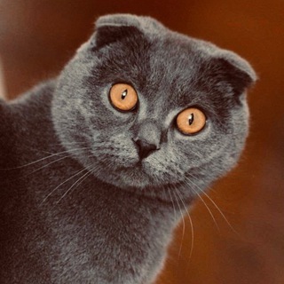 Логотип @otkritka_cat - Шерстяной кот 🐈‍⬛