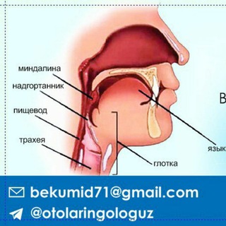 Логотип @otolaringologuz - ЛОР / Otolaryngologist | Dr Umidbek Khudayberganov