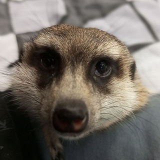 Логотип @otskof - Proxy , прокси Telegram