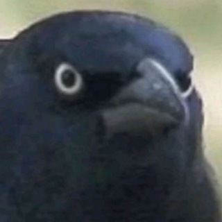 Логотип @otveti11 - ВОРОН | ОТВЕТЫ 2019-2020