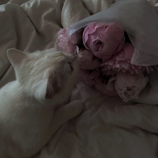 Логотип @otzfrosy - ⤷ 𝒑𝒓𝒐𝒐𝒇𝒔/𝒓𝒆𝒗𝒊𝒆𝒘𝒔 ᶠʳˢ 𓇢𓆸