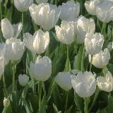 Логотип @otzivii12b - Прайсик🌷Отзывы🎀