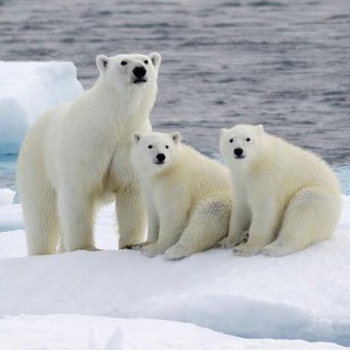 Логотип @ourarctic - Арктика наша