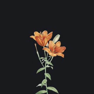 Логотип @outcastexchanger - 🍂 Outcast | Вывод средств