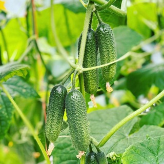 Логотип @ovoshiluhovitsy - Фермерские продукты из Луховиц