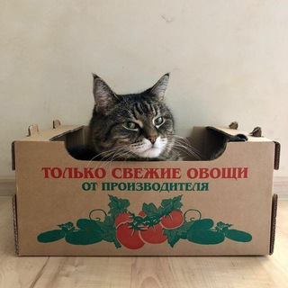 Логотип @ovsch - ОВСЧ