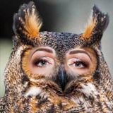 Логотип @owl_taro_chat - Чат для общения 🦉