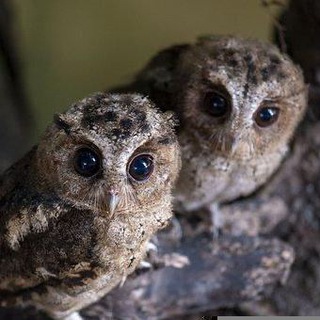 Логотип @owlets_chat - Чат для совят