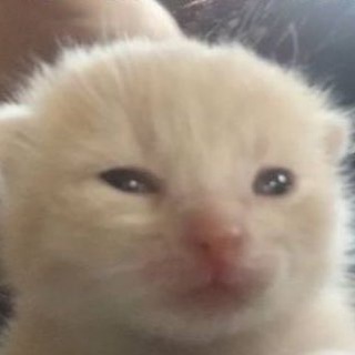 Логотип @ownvkpresent - мя