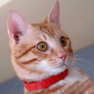 Логотип @oxx_xxo - Funny Animals