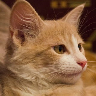 Логотип @oyvse - Ой, всё!