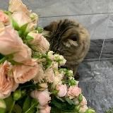 Логотип @ozvushkavideo - База Постовшиков