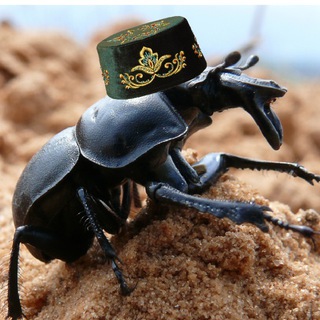 Логотип @ozynboryn - Жизнь насекомых Татарстана