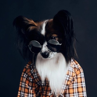 Логотип @ozzyhouse - Ozzy и его команда