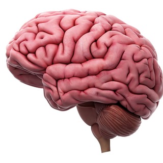 Логотип @p0znovalka - Мозг