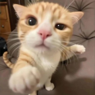 Логотип @p198v - Котики и приколЬные видосики