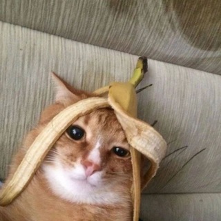 Логотип @pablikskotami - паблик с котами)