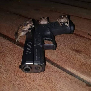 Логотип @pablikszhabami - паблик с жабами)