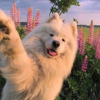 Логотип @paenievatarichki - Парные аватарки | для вас