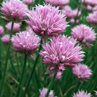 Логотип @pakhoshchichat - напахтимося?