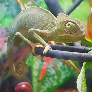 Логотип @pal_palych_blog - Пал Палыч | Блог хамелеона