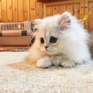 Логотип @palachcanal - Логово Палача⚔️