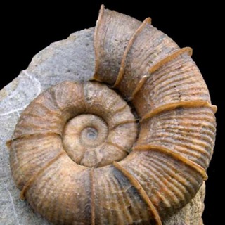 Логотип @paleo_evol - Палеонтология и эволюция