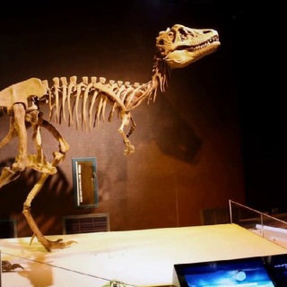 Логотип @paleoevol - Палеонтология 🦕