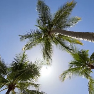 Логотип @palmaa0 - 𝓟𝓪𝓵𝓶𝓪