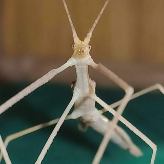 Логотип @palochnickvalera - Палочник Валера